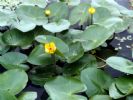 Nuphar Pumilum Extract 